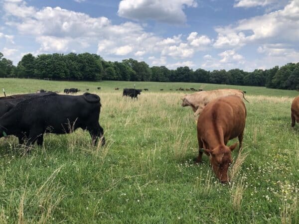 kentucky cattle